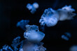 © Alina - A group of glowing blue jellyfish floats through dark deep ocean waters, showcasing elegant movement and natural bioluminescence in a tranquil and serene aquatic marine ecosystem