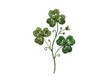 © Undersea - Botanical illustration of clover plant with round green leaves