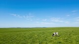 Cow grazing in green meadow field under blue sky for agriculture