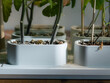 © Milles Team/Stocksy - Growing Plants in Containers on a Wooden Surface Indoors