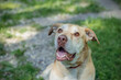 © HelgaQ - Labrador retriever mix dog with light brown fur and expressive eyes sitting on green grass at an animal shelter, looking up with a friendly expression