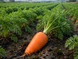 © Nonon - Fresh ripe orange carrot with green leaves growing in soil on a farm field