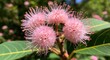 © FauziNh - Soft pink fluffy flower heads with many thin stamens, green leaves