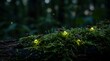 © auger - Fireflies glowing on mossy forest floor at night.
