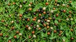 © Tisa - A high angle view of many small round wild berries growing on a green grassy meadow