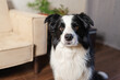 © Юлия Завалишина - Funny portrait cute puppy dog border collie indoor. Pet dog resting at home. Puppy dog indoors in domestic room. Funny emotional dog having playful mood. Love for pets friendship companion pet care
