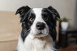 © Юлия Завалишина - Funny portrait cute puppy dog border collie indoor. Pet dog resting at home. Puppy dog indoors in domestic room. Funny emotional dog having playful mood. Love for pets friendship companion pet care