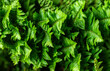 © Arammart - Many sword ferns, Polystichum munitum, growing together