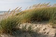 © Maryna - Golden dune grass blows gently in the sea breeze on a sandy beach. Coastal plants thrive near the water, creating a natural shoreline habitat.