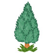 © Rive - Isolated illustration of a cypress tree. Crayon drawing for kids