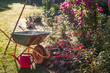 © Юлия Клюева - Preparing the garden for autumn and winter. A garden wheelbarrow and a rake in the backyard of a house near a flowerbed. The concept of gardening and rural life. Garden cleaning. The summer season.