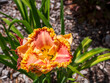 © Marek - Colorful Hemerocallis daylily with red and yellow ruffled petals blooming in sunlight. Ornamental perennial for gardening, landscaping, floral design and botanical themes.