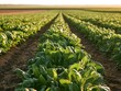 © Naiem - Green leafy vegetable plants growing in agricultural field