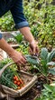 © Thumbs - Gardener harvesting fresh kale and vegetables in a home garden