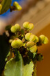 © anettastar - Euphorbia ingens (candelabra tree) – an impressive, long-lived succulent native to Africa