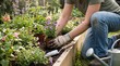 © Joao - Gardener planting flowers in a raised garden bed with tools and watering can nearby, showcasing a hobby and outdoor activity