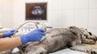 © Image - Veterinarian examining dog with ultrasound equipment in veterinary clinic