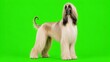 © Anuyut - Elegant Afghan Hound Standing Full Body on Green Screen Background, Long Hair Dog Studio Portrait