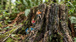 © muhammad - Climbers scale the side of a mossy tree stump in a lush forest environment.
