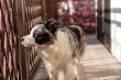 © ADDICTIVE STOCK - Border collie stand by barrier in sunlit home corridor