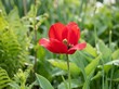 © ben - Single vibrant red tulip blooming in a lush green spring garden