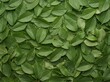 © Sajati - Fresh Dense Sakura Leaves (Prunus serrulata) Background Texture