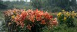 © CreativeBro - Vibrant Orange Lilies in Rainfall at a Flower Field with Yellow Daisies