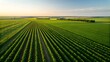 © Md Abu Saied - Aerial view of lush green agricultural crop fields in a vast countryside landscape at sunset.