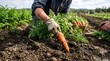 © yoga - Farmer Harvesting Fresh Organic Carrots From Rich Dirt Field