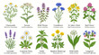 © sajjadhossain - Set of 12 medicinal herbs and wildflowers with botanical names and hand-drawn illustrations