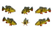 © alfian - Cichla fish are depicted in various poses including mid-air and perched showcasing their natural behavior in the wild. Created using AI.