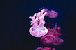 © ADDICTIVE STOCK - Pink jellyfish drifting underwater in a dark aquarium