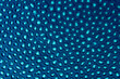 © Elise - Extreme macro texture of deep blue coral polyps with glowing cyan centers