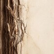 © Gayan - Macro view showing frayed edge detail on aged parchment paper texture.