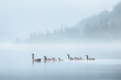 © Stephen - A family or gaggle of Canadian geese (Branta canadensis) with goslings paddle along a misty Kootenay Lake during a moody evening in Nelson, BC, Canada.