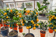 © reddish - Cultivated Calamondin citrus plants yielding many ripe orange fruit in hothouse