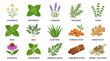 © New - Culinary herbs and spices set, 15 botanical vector icons, medicinal plant illustrations