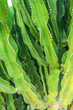 © dimas830 - Detailed texture of a large succulent plant with many thorny stems