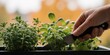 © MT - Person harvesting fresh green herbs with a knife from an indoor window planter box representing urban gardening and sustainable living