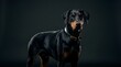 © Wool World - Majestic Doberman Pinscher studio portrait for International Dog Day celebration on dark background.