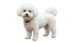 © Animal Png - Cute fluffy bichon frise dog standing and looking at camera with a friendly expression in a studio photography shot isolated on transparent background