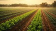 © Ch - Rows of lettuce crops growing in a field at sunrise with morning mist