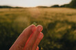 © VK Studio - Hand holding tiny green caterpillar against sunlit meadow while observing wildlife during nature exploration