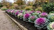 © Elenba - Ornamental cabbage border along a gravel path. Flowering kale with purple and white centers in an autumn garden
