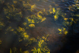 Submerged aquatic plants with green leaves illuminated by sunlight underwater