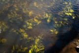 Submerged aquatic plants with green leaves illuminated by sunlight underwater