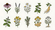© Embun - Set of nine medicinal herb and plant illustrations, including echinacea, lavender, chamomile, mint, ginseng, st. john's wort, rosemary, ginger, and