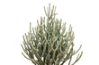 © Seek - A tall, green pencil cactus plant with many thin, cylindrical branches, isolated against a plain black background, for clear viewing