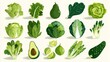 © Sinechana - Flat vector vegetable illustration, arranged decorative set of fresh greens, green color palette with clean lines, healthy living and vegan lifestyle theme
