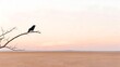 © MuhammadHafidl - Lonely black crow perching branch desert sky light warm sunset calm landscape.